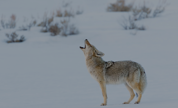 Coyote howling in the snow