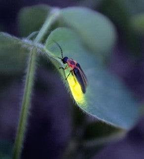 Fireflies are crepuscular (from the Latin crepusculum meaning twilight)