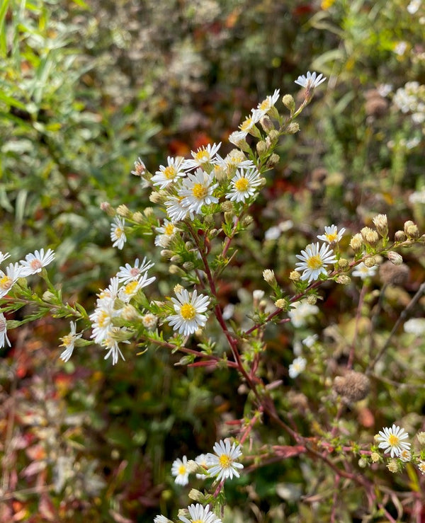 Asters in Autumn