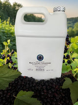 All Natural Black Currant Concentrate – Order Now at CurrantC