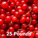 Fresh frozen currants for baking and smoothie