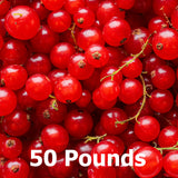 Fresh frozen currants for baking and smoothie