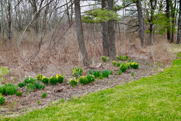 The Conceited Daffodil