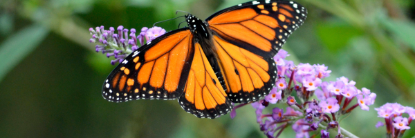Monarchs & Milkweed