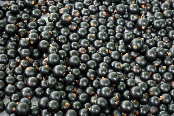black currants