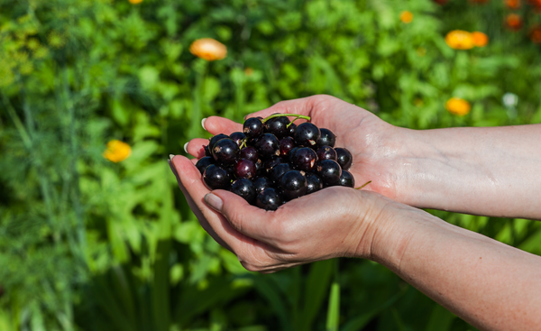 picture of hands holding black currants