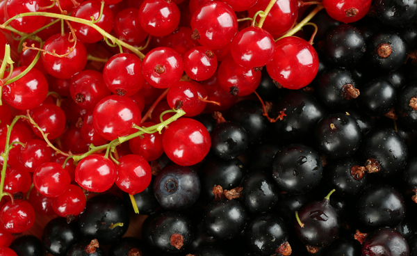 red and black currants