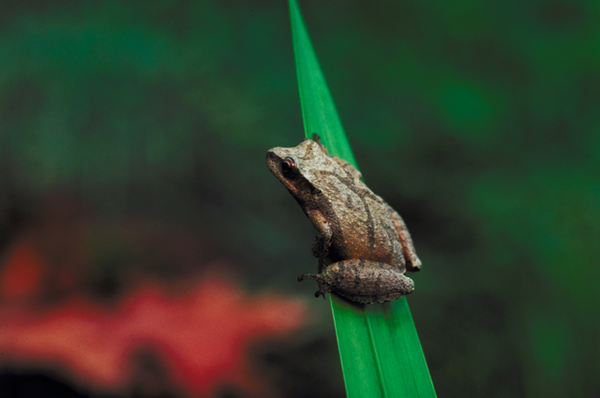 The Peepers of Spring