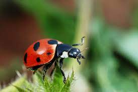 Lady Beetles (Ladybugs)
