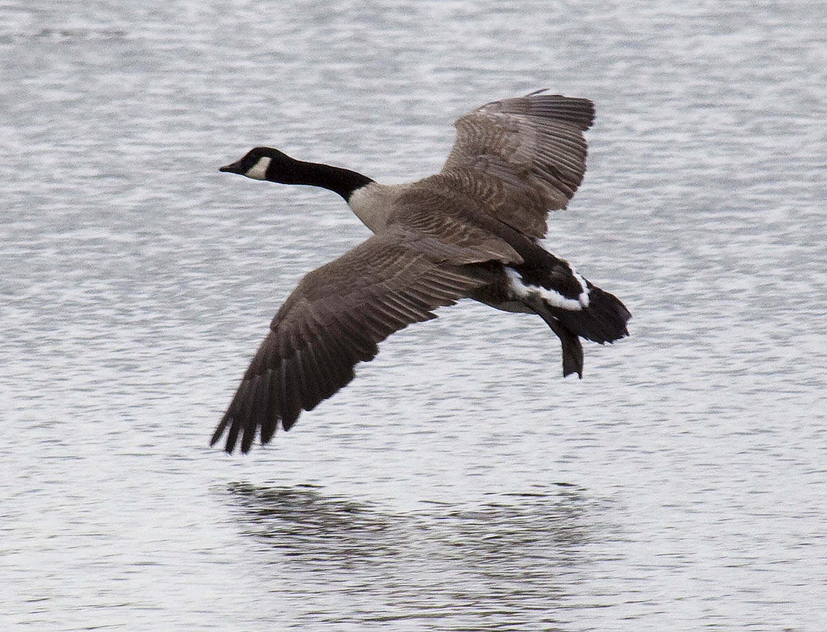 The Calm of Autumn Geese — CurrantC™