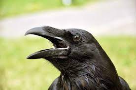 A Murder of Crows