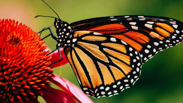Monarchs and Milkweed