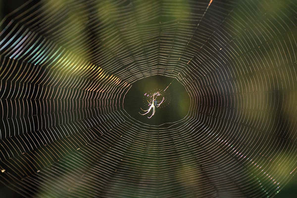 Beautiful Webs of Life