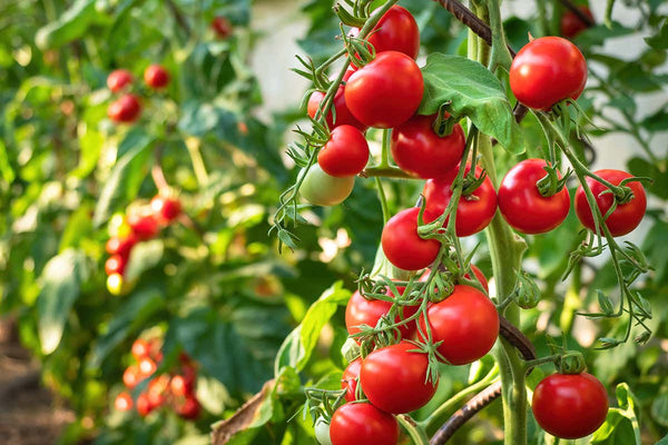 Tomatoes, Dog Days, and Queen Margherita