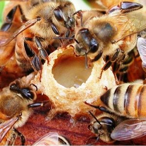 The Honey Bee Huddle