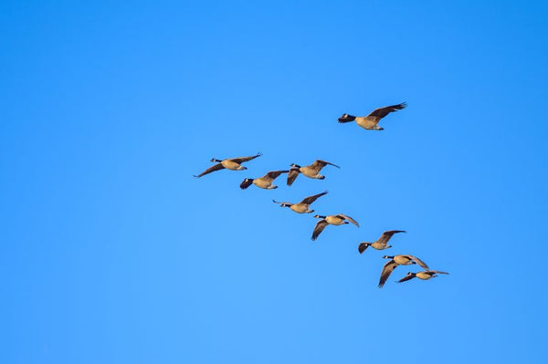 The Geese of Spring