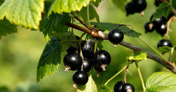 Unlocking the Unique Health Benefits of Black Currant Concentrate: Science, Recipes, and Everyday Uses