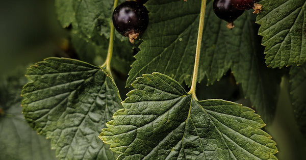 The Super-Berry Gift Guide: Functional Black Currant Gift Sets for the Holistic Foodie