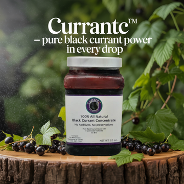 Black Currant Concentrate (5:1)