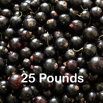America's #1 source for Black Currants & products