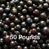 America's #1 source for Black Currants & products