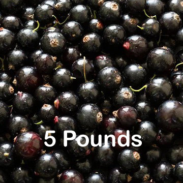 Frozen Black Currants