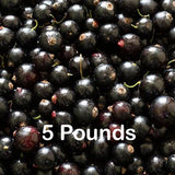 Frozen Black Currants De-stemmed