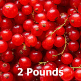 Frozen Red Currants (De-stemmed)