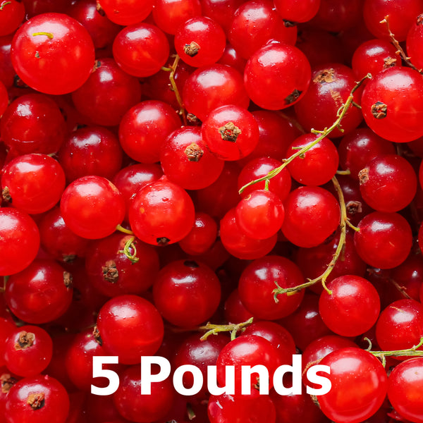 Fresh frozen currants for baking and smoothie