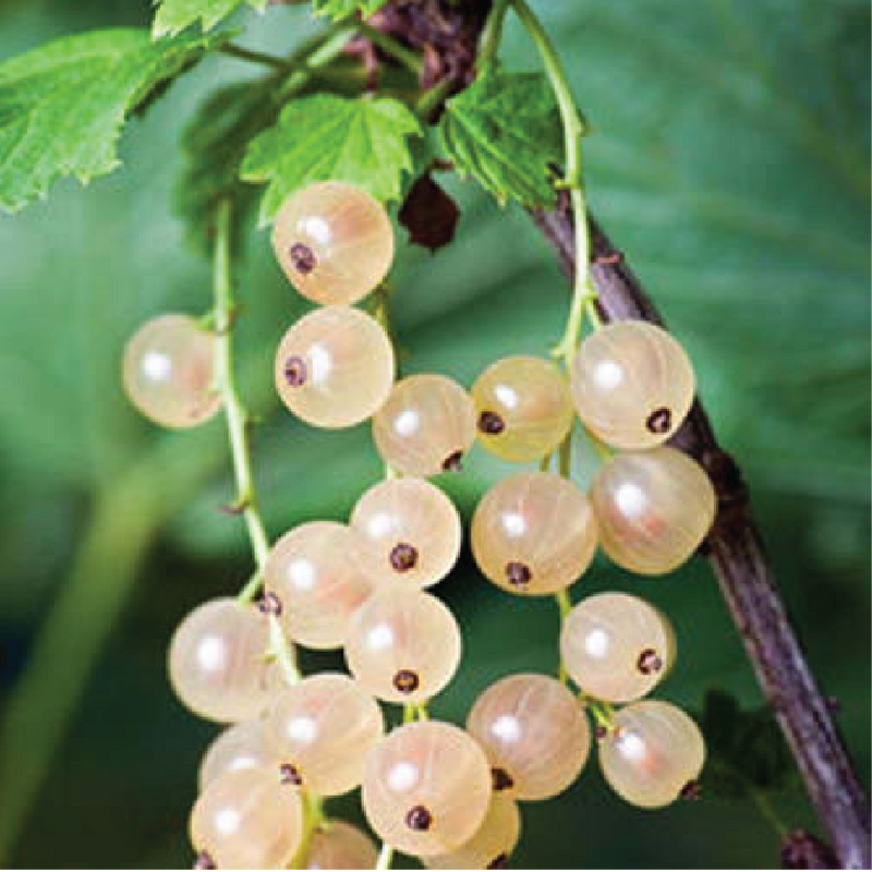 Plant "Blanca"